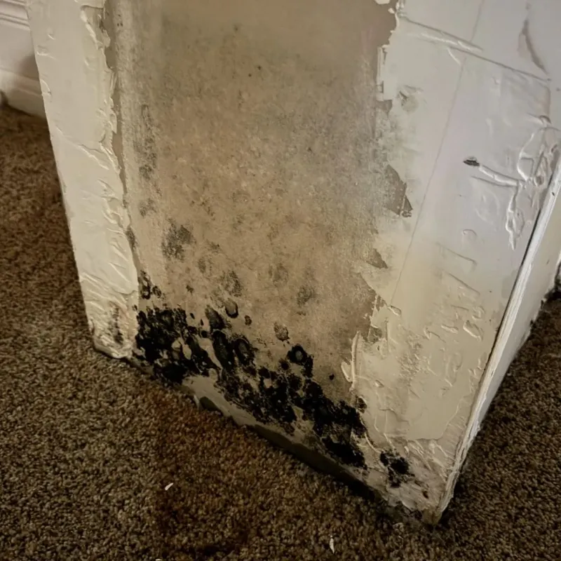 Professional Mold Removal in Enfield, NC